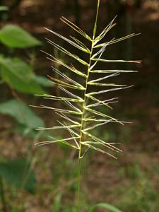 Eastern Bottlebrush Grass /
Elymus hystrix (Syn. Hystrix patula)